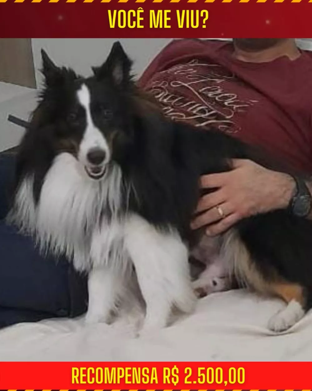 cao desaparecido