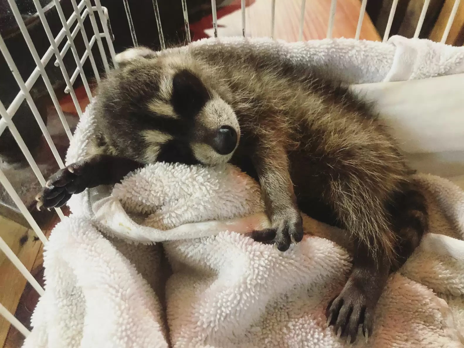 Cerva perde mãe e guaxinim se sensibiliza com situação; assista 