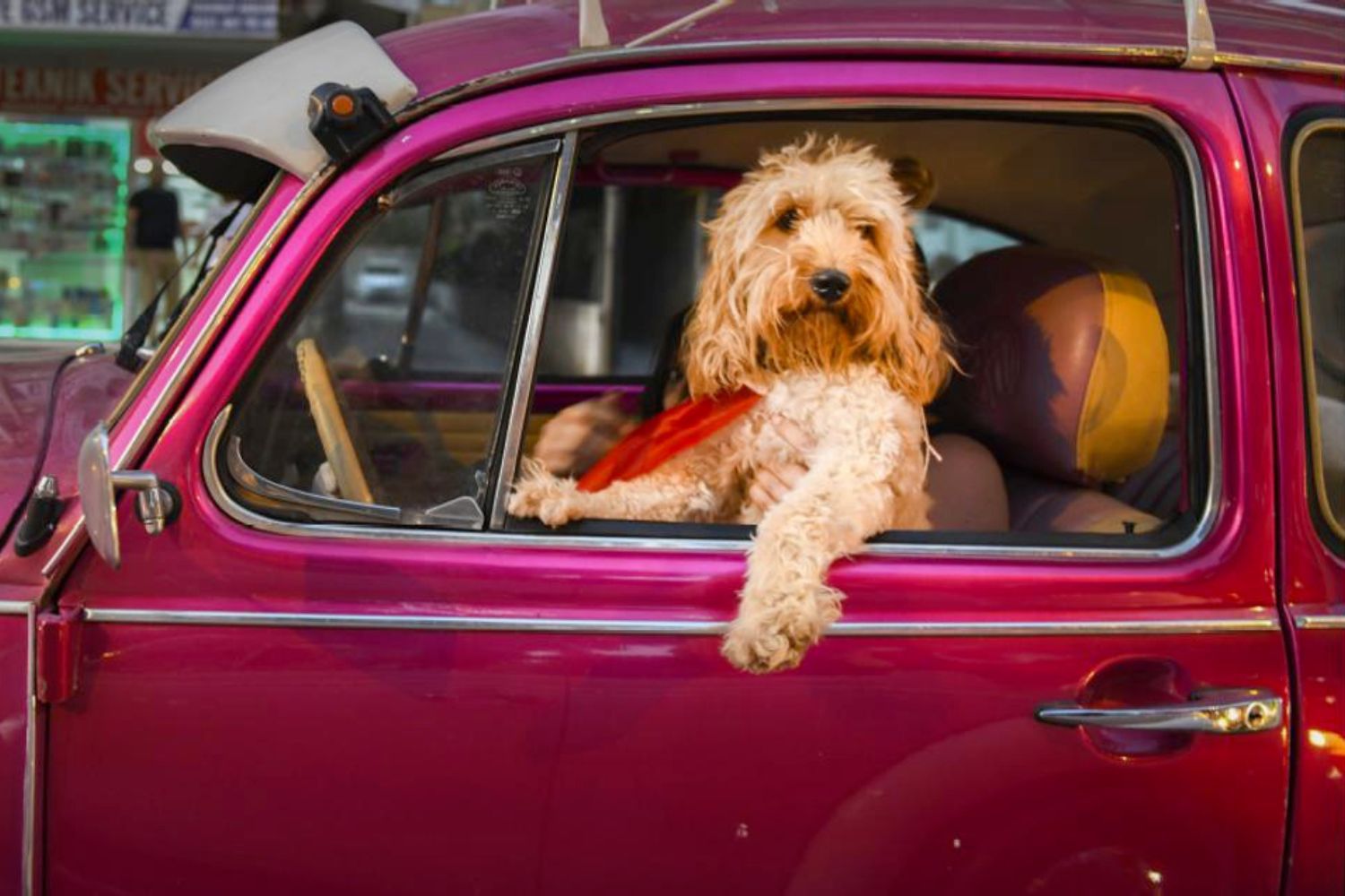 Concurso de fotos de pets mais engraçadas - cão