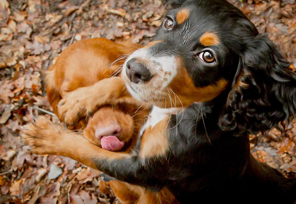 Concurso de fotos de pets mais engraçadas - cachorro chamando atenção
