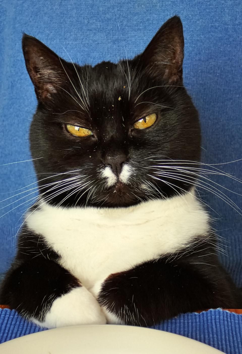 Concurso de fotos de pets mais engraçadas - gato faminto