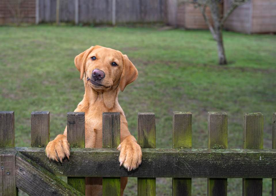Concurso de fotos de pets mais engraçadas - cachorro Sid