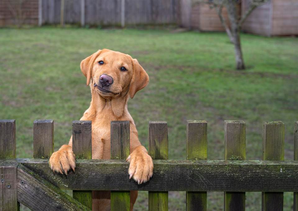 As fotos de pets mais engraçadas: veja finalistas de concurso - Forbes