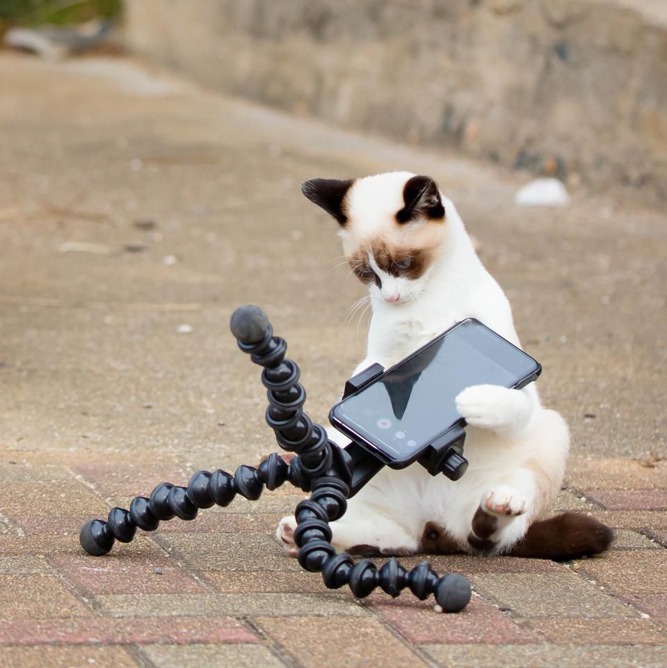 Concurso de fotos de pets mais engraçadas - gato influencer