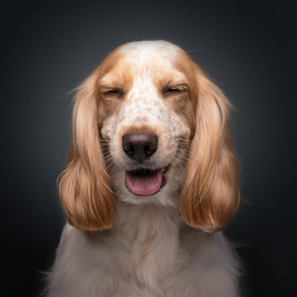 Concurso de fotos de pets mais engraçadas - cão tímido