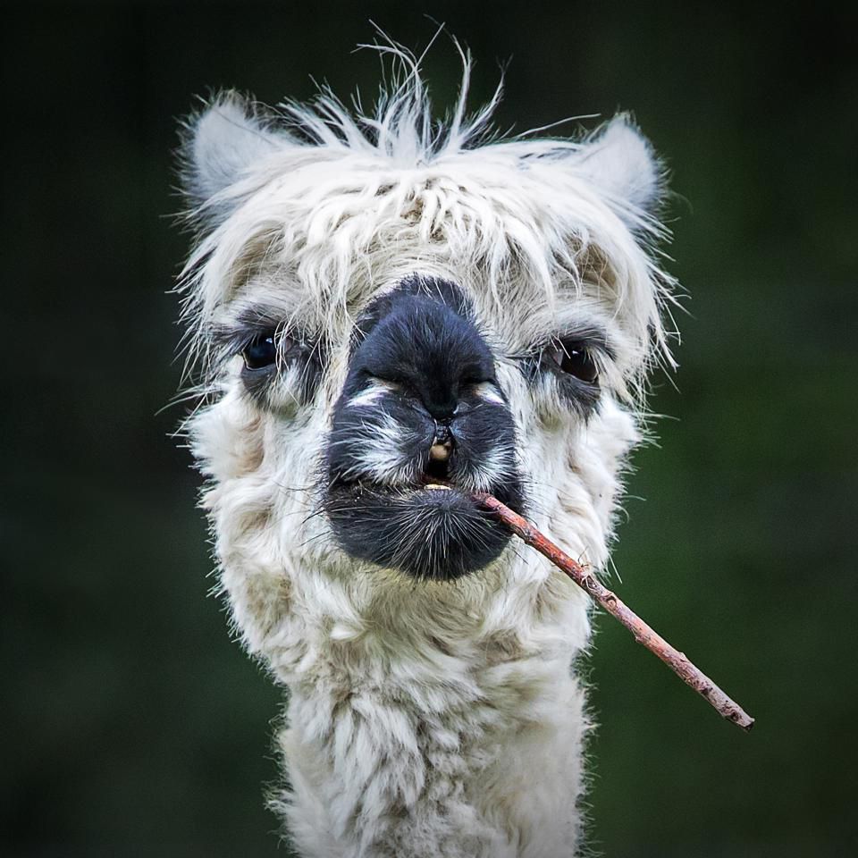 Concurso de fotos de pets mais engraçadas - alpaca
