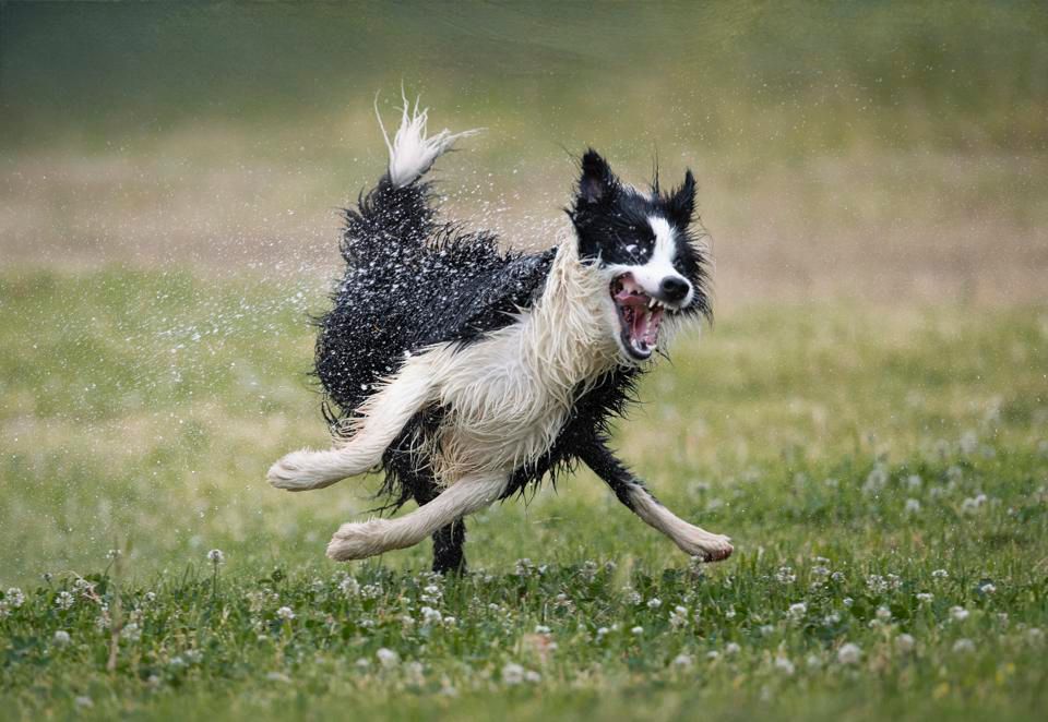 Concurso de fotos de pets mais engraçadas - cão na água