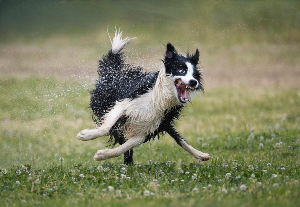 Concurso de fotos de pets mais engraçadas - cão na água