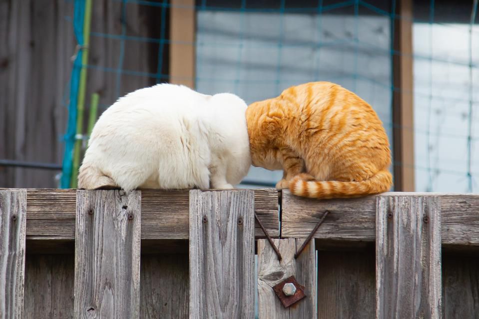 Concurso de fotos de pets mais engraçadas - gatos sem cabeça
