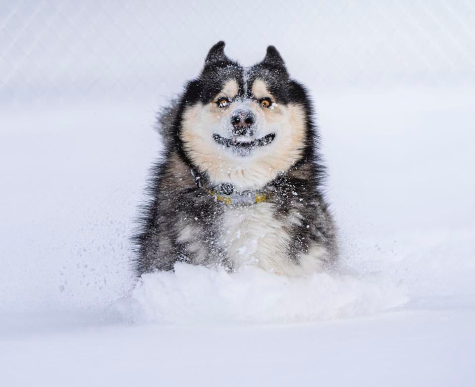 Concurso de fotos de pets mais engraçadas - cachorro conhecendo a neve