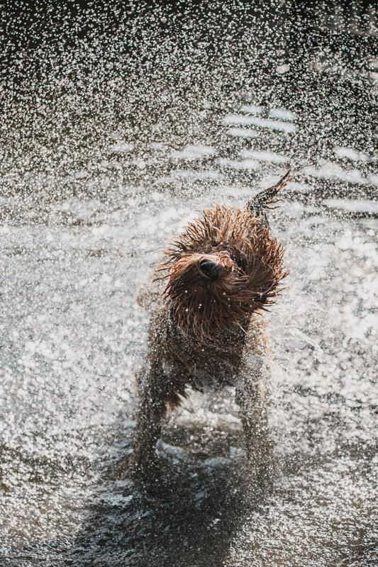 Concurso de fotos de pets mais engraçadas - cão ouriço