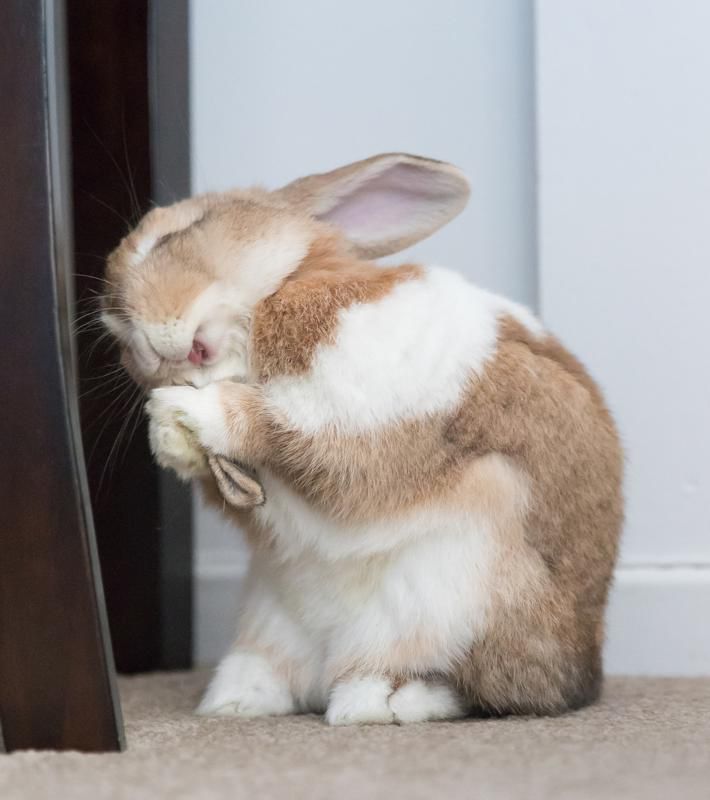 Concurso de fotos de pets mais engraçadas - coelho