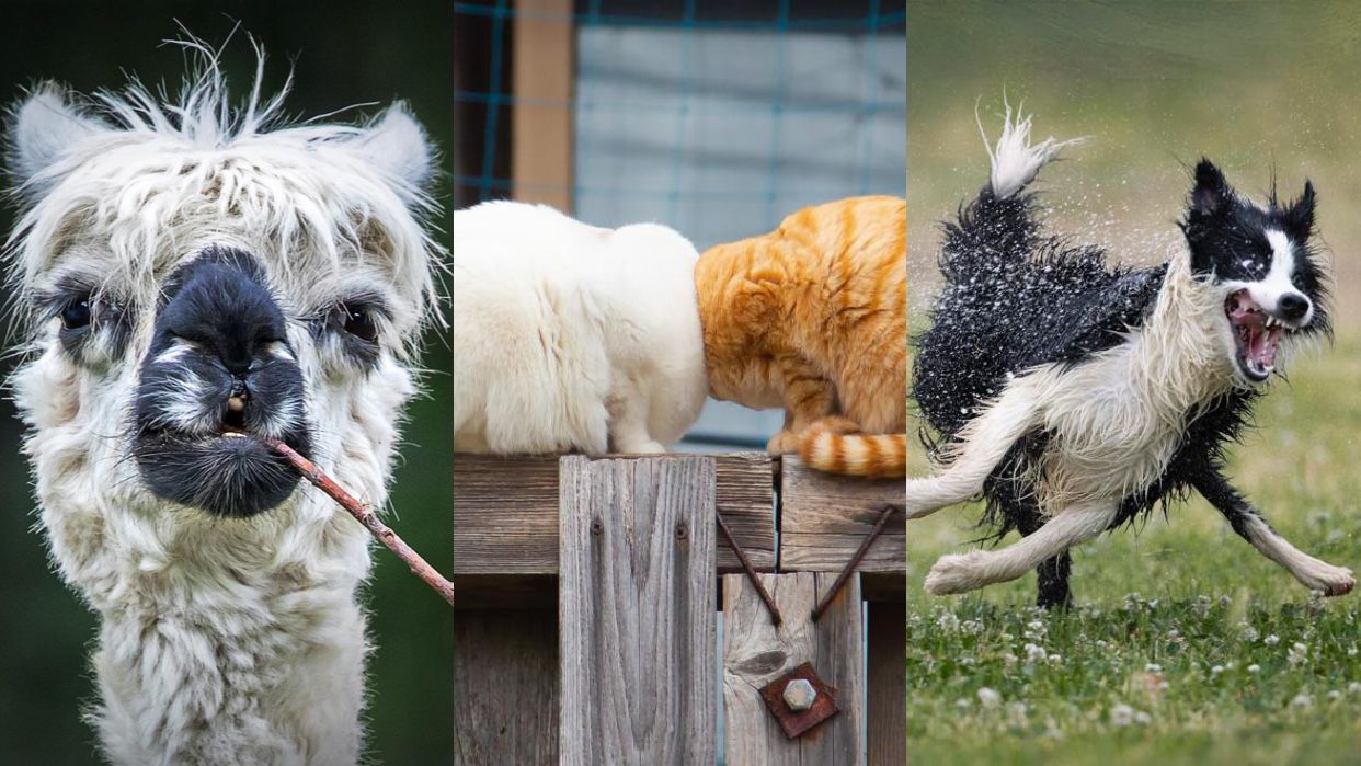 As fotos de pets mais engraçadas: veja finalistas de concurso - Forbes