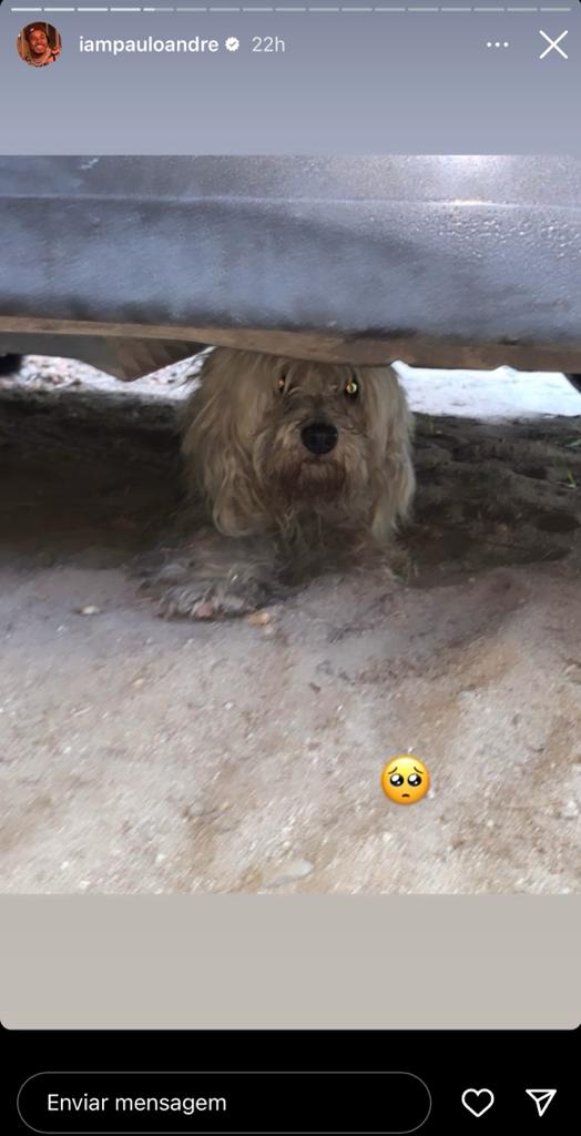 Ex-BBB resgata cão, se apega ao animal, mas precisa devolvê-lo; veja detalhes 