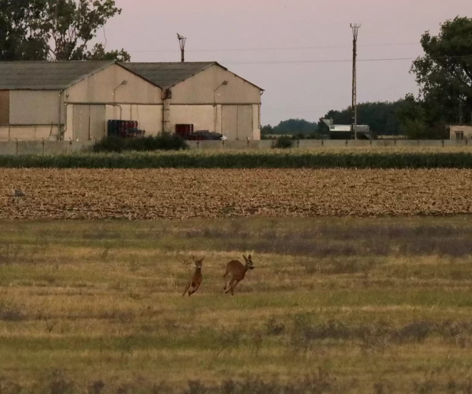 Mulher resolve tirar foto de veado em campo, mas resultado não sai como esperado; veja imagem