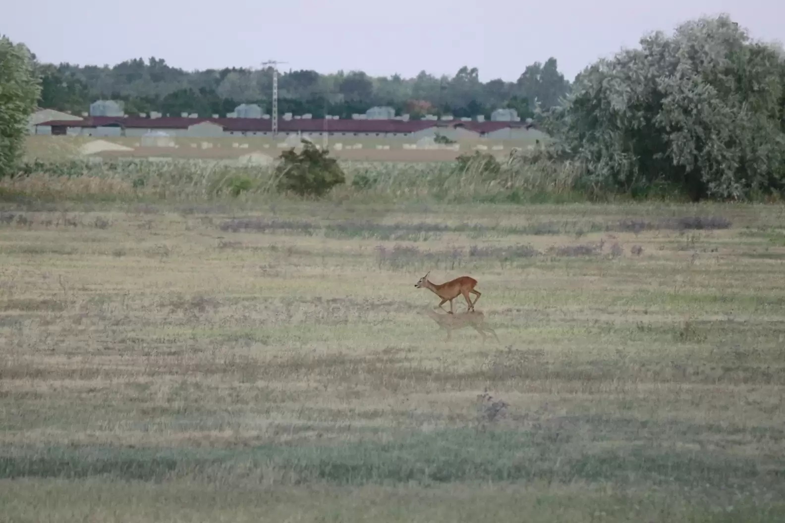 Mulher resolve tirar foto de veado em campo, mas resultado não sai como esperado