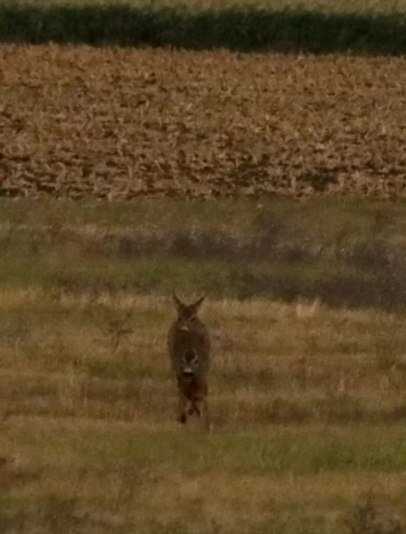 Mulher resolve tirar foto de veado em campo