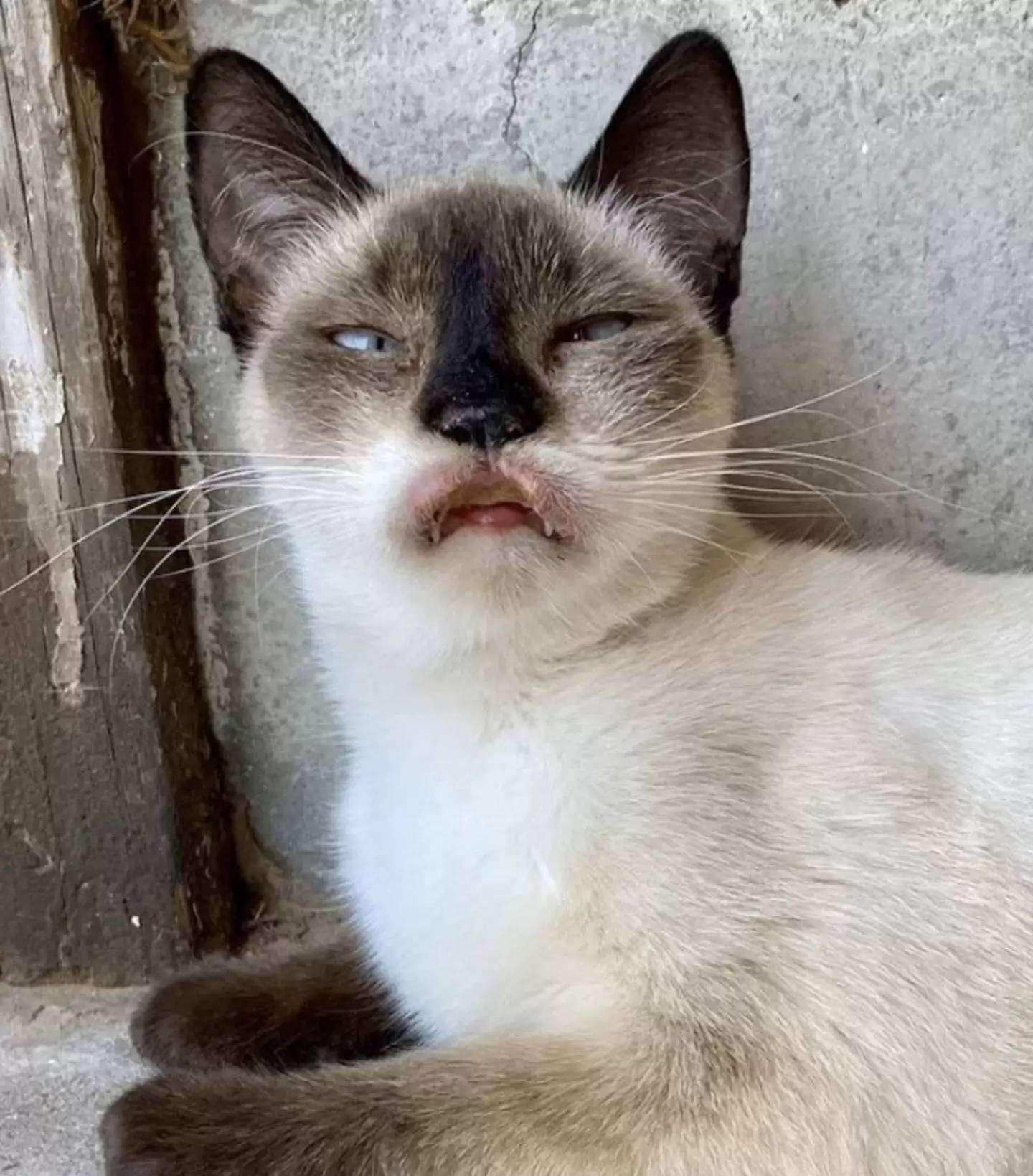 Gata com condição rara chama atenção por aparência "debochada"; saiba motivo