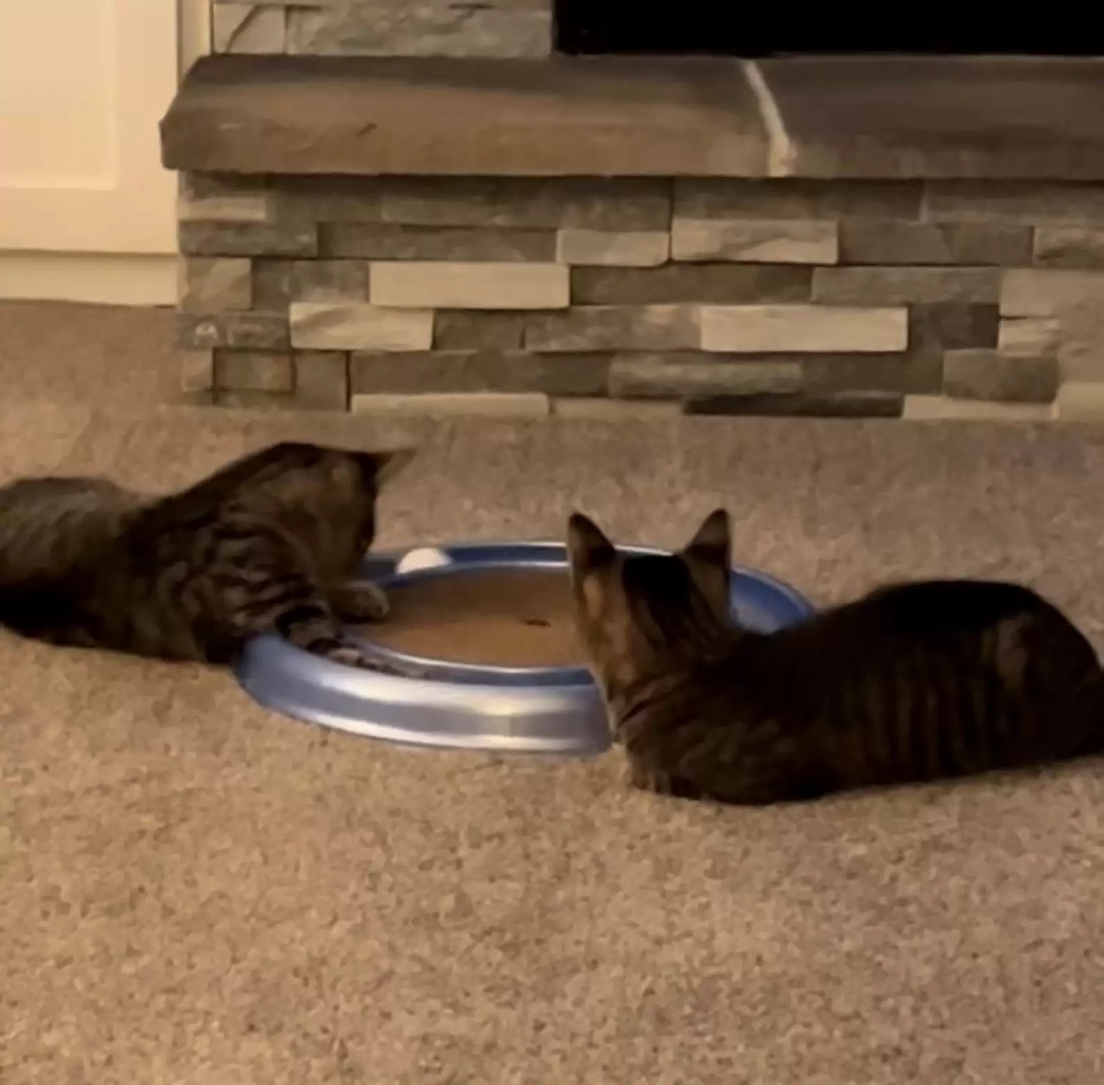 Oferta de "gato de duas cabeças"