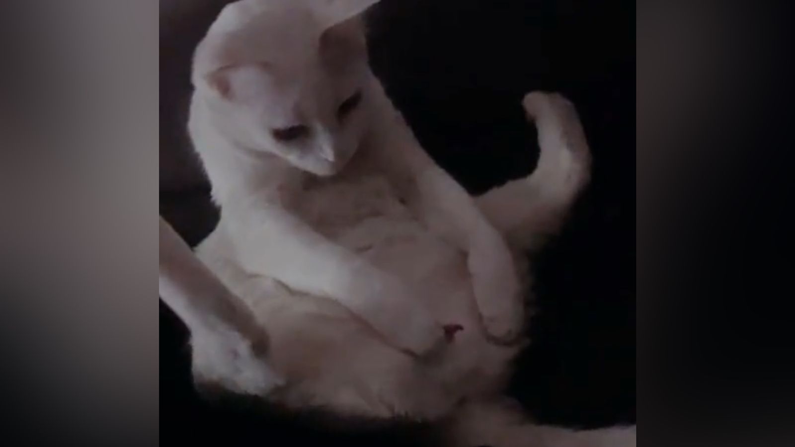 Charlotte Bronte comentarista Rechazar Gato fica impressionado ao descobrir suas partes íntimas; assista