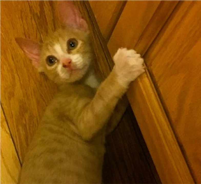 Mulher cai em golpe e paga bolada em gato vira-lata acreditando que felino era de raça