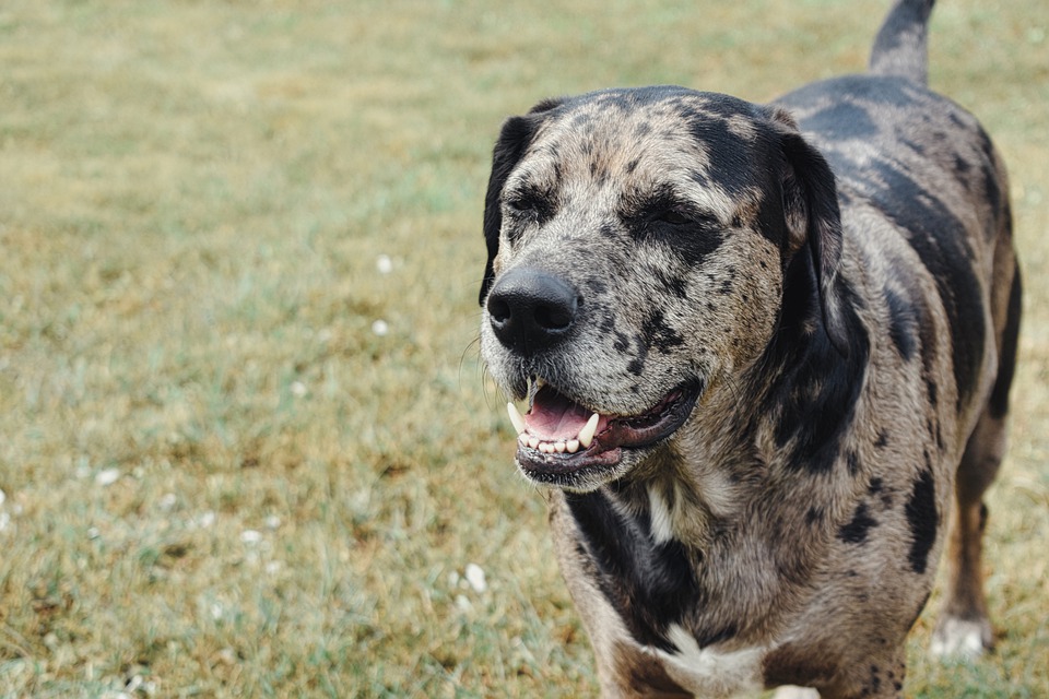 Cachorro Leopardo Catahoula