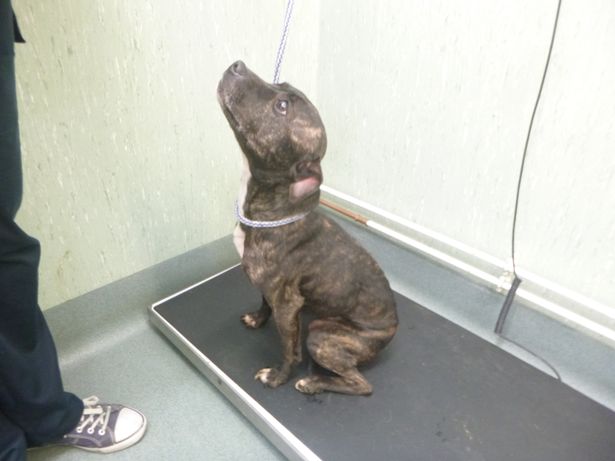 Cadela encontra solução deprimente para se alimentar