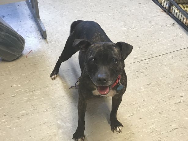 Cadela encontra solução deprimente para se alimentar após tutor parar se importar com pet