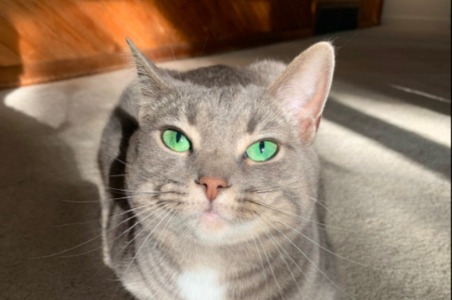 gatinha fiona