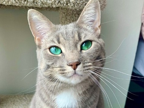 gatinha fiona