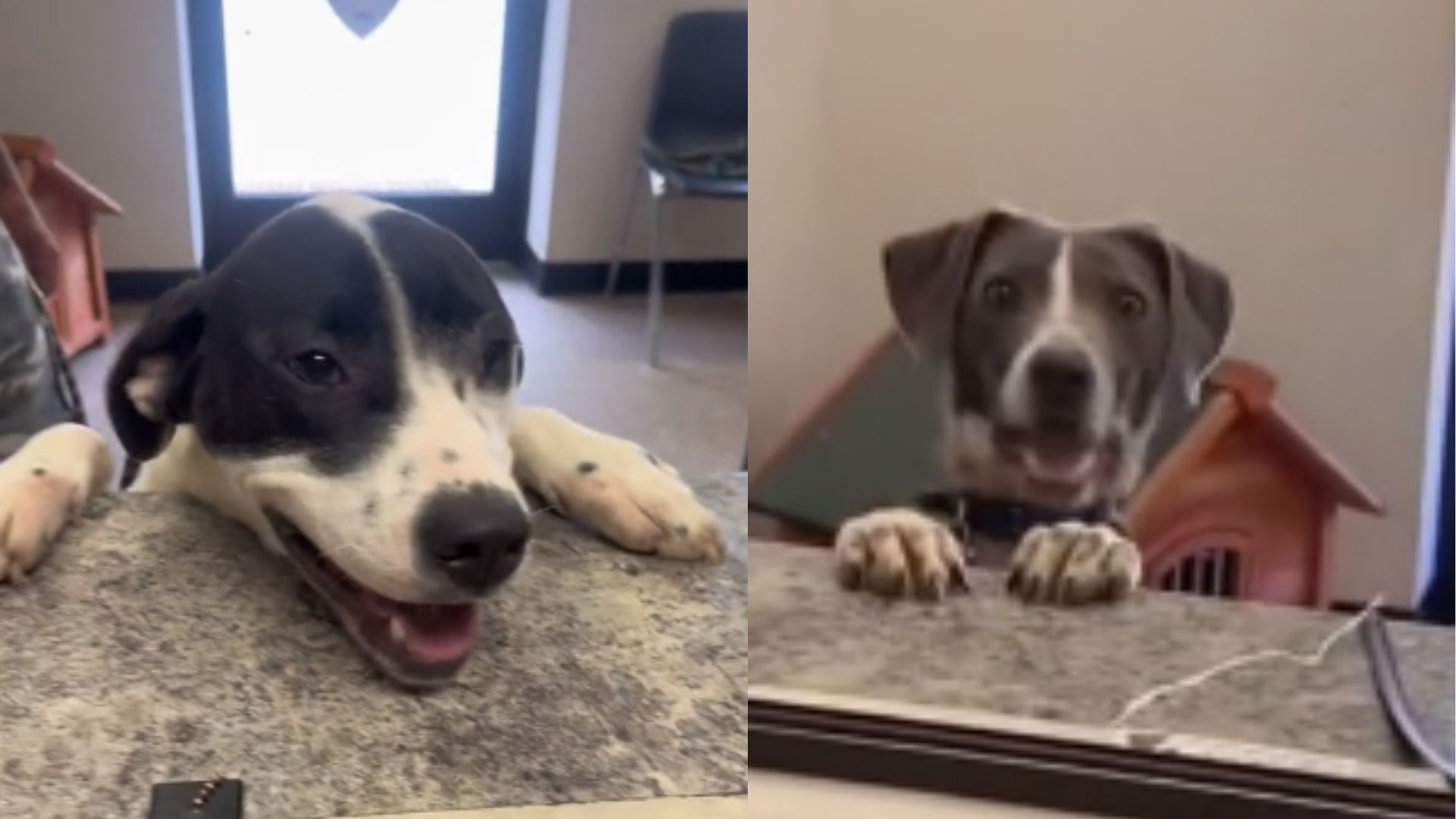 reprodução/ tiktok