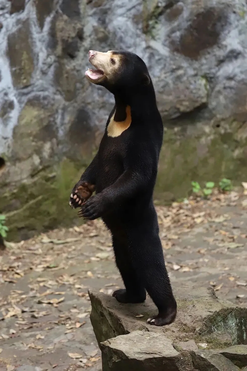 Humano fantasiado? Após acusações, zoológico da China explica polêmica com urso