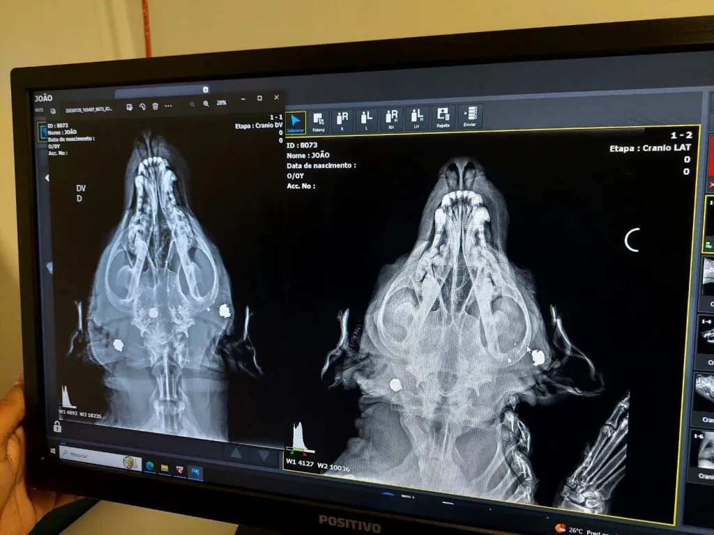 Briga entre rottweiler e pit bull acaba mal e tutor policial militar pode perder tutela de pet; saiba motivo