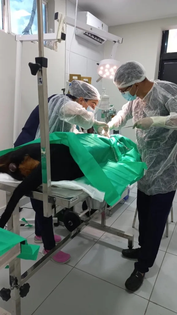 Briga entre rottweiler e pit bull acaba mal e tutor policial militar pode perder tutela de pet