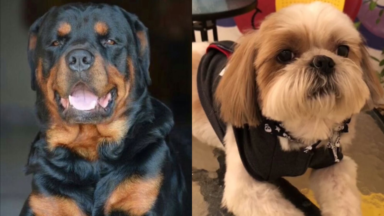 Resultado de cruzamento entre rottweiler e shihtzu chama atenção