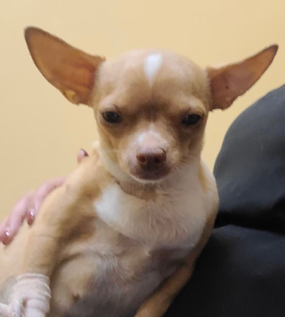 Tosador de cães finge ser médico-veterinário para fazer cesária em cadela e caso acaba mal; saiba detalhes