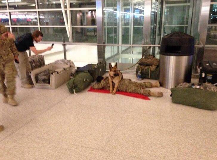dog