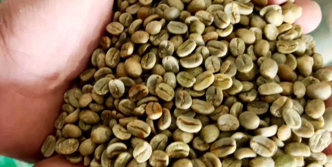 Grão do café verde 