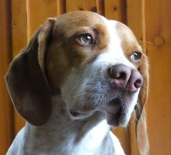 cachorro