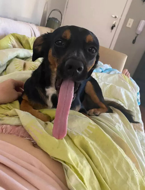cachorro