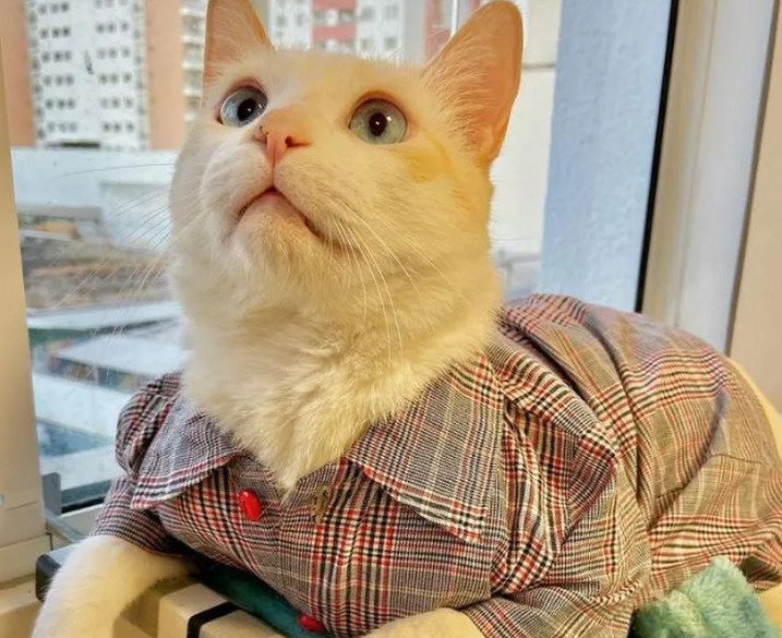 gato