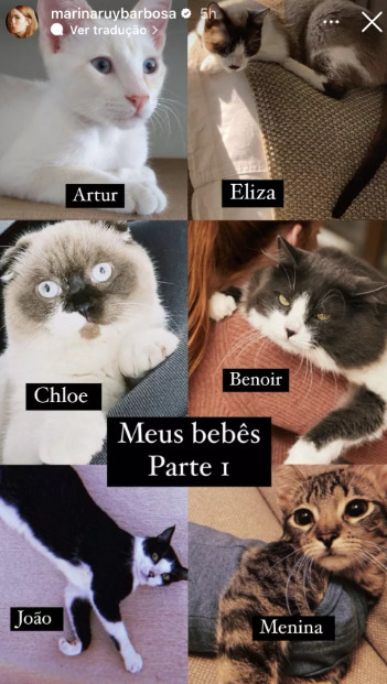 gatos