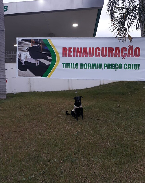 cão