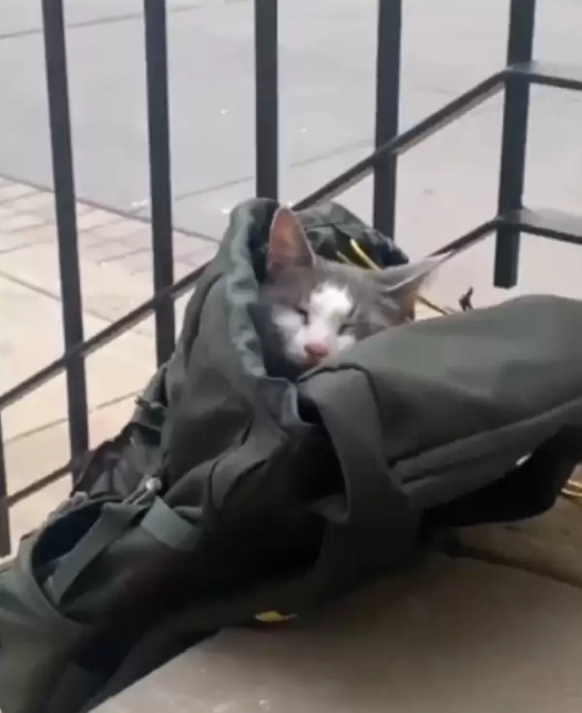 gata