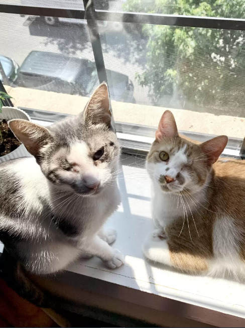 gata