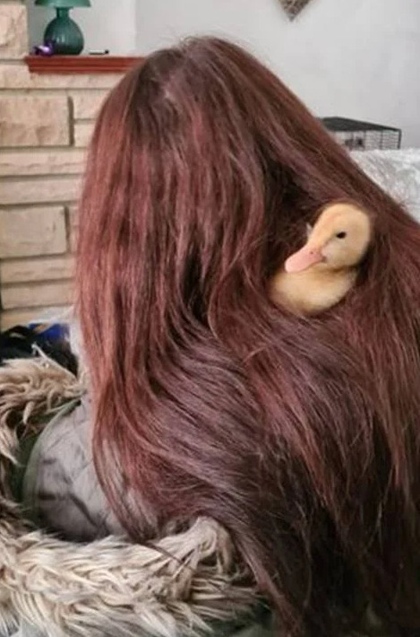 pato