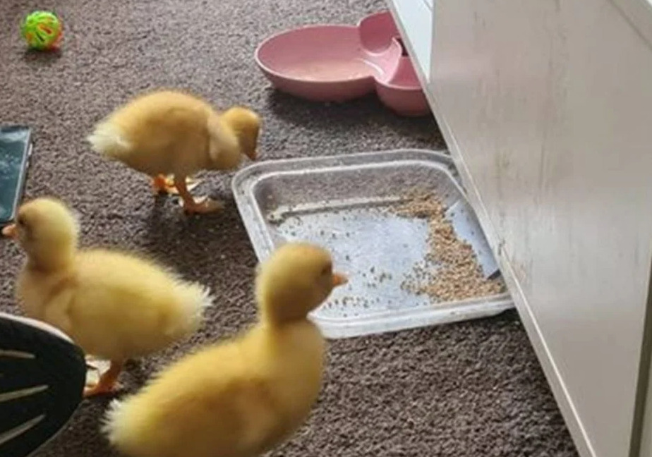 pato