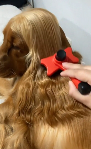 pet cabelo