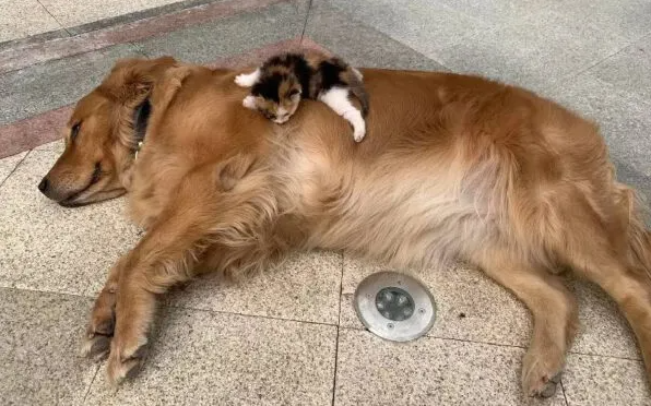 cão