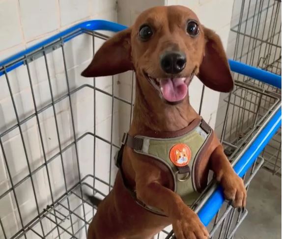 Reprodução/WhatsApp